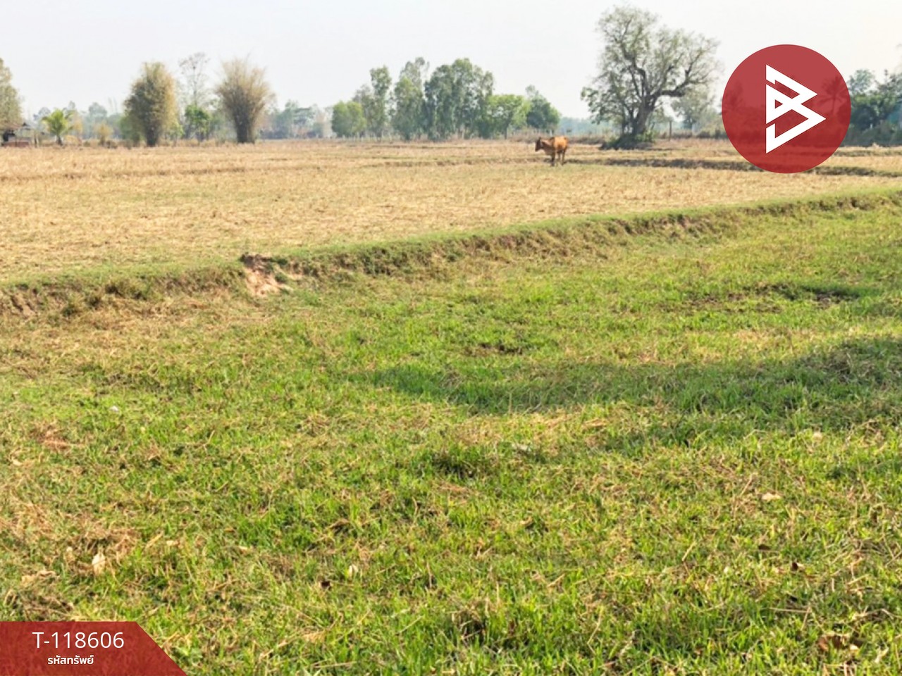 ขายที่ดิน เนื้อที่ 3 ไร่ 66.7 ตร.วา นาดี อุดรธานี 5