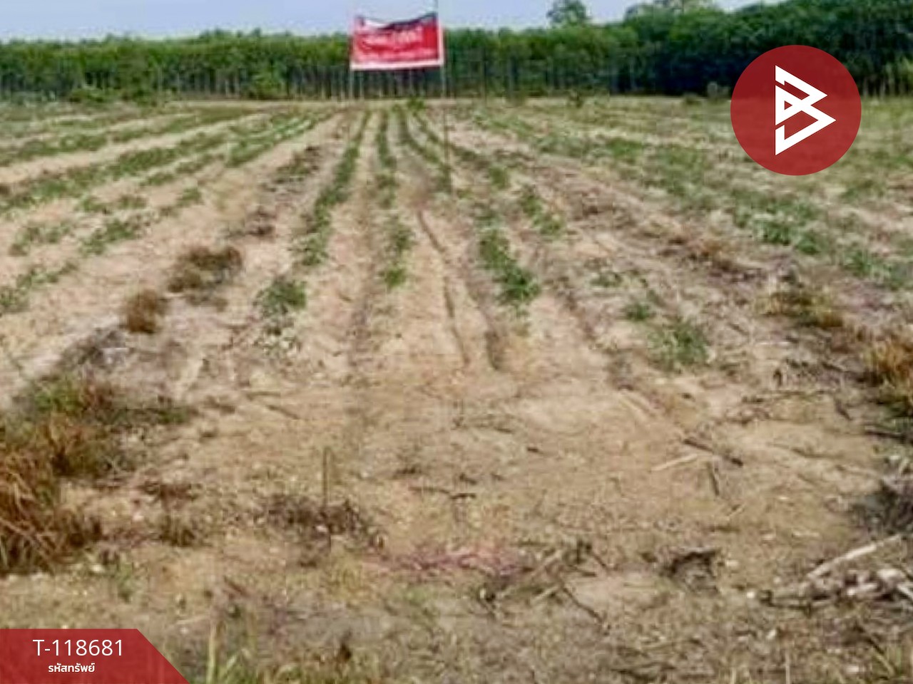 ขายที่ดิน เนื้อที่ 1 ไร่ แปลงยาว ฉะเชิงเทรา 4