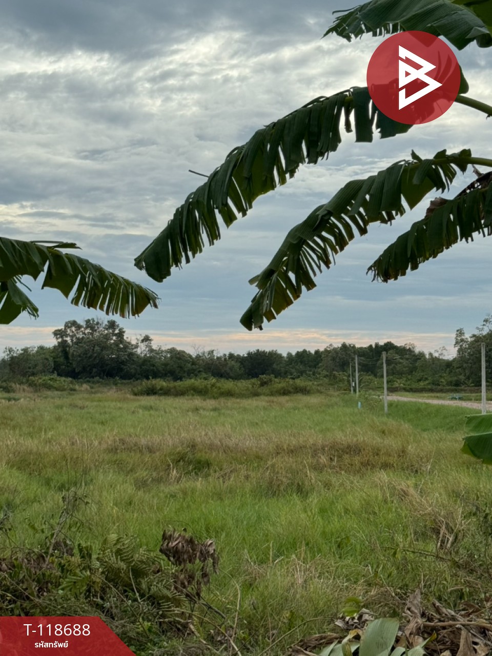 ขายที่ดิน เนื้อที่ 2 ไร่ 1 งาน 93 ตร.วา หนองบัว จันทบุรี 1