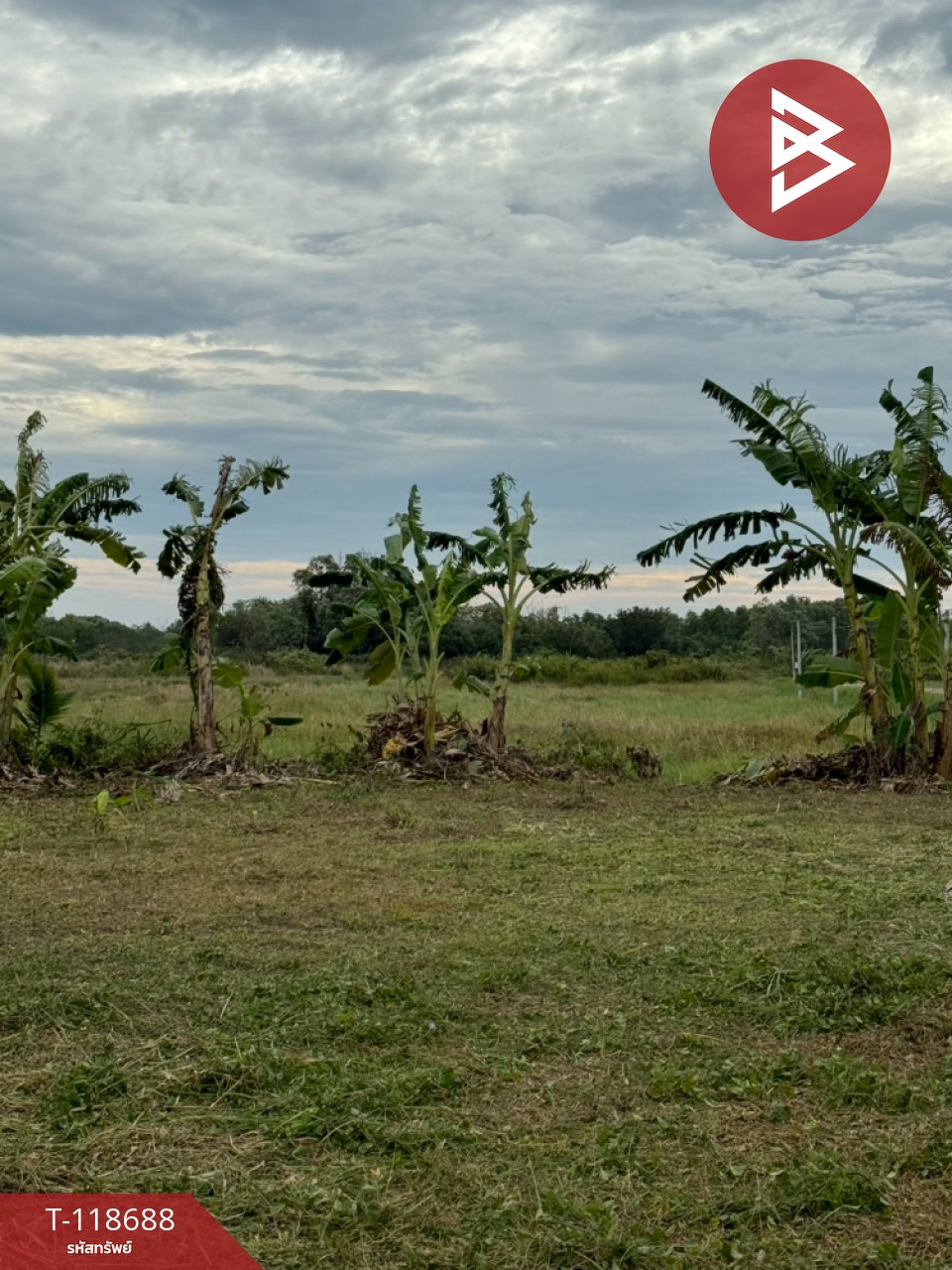 ขายที่ดิน เนื้อที่ 2 ไร่ 1 งาน 93 ตร.วา หนองบัว จันทบุรี 2