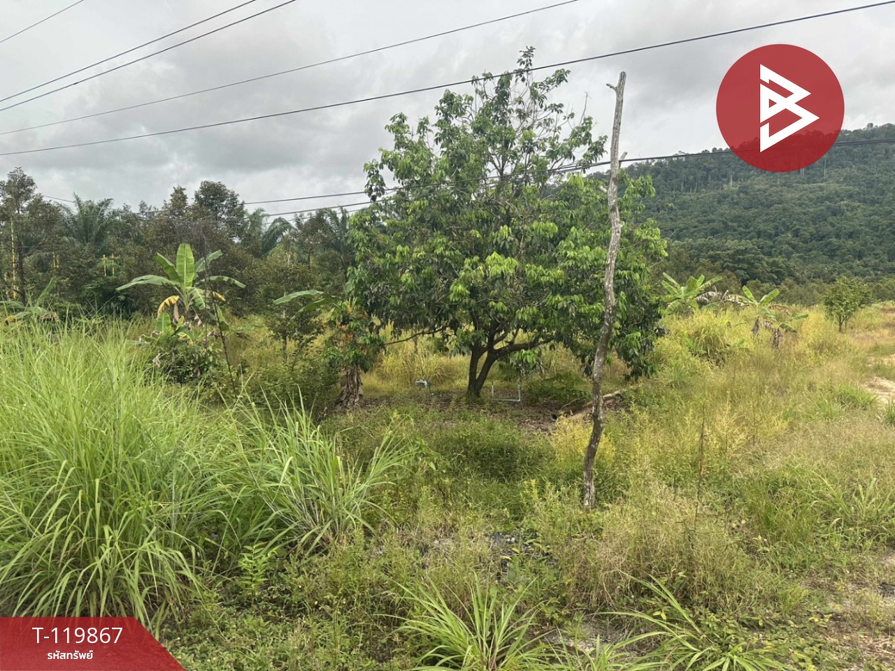 ขายที่ดิน เนื้อที่ 6 ไร่ 15.9 ตร.วา คลองใหญ่ ตราด 2