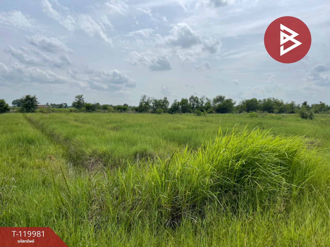 ขายที่ดิน เนื้อที่ 4 ไร่ 56 ตร.วา องครักษ์ นครนายก 1