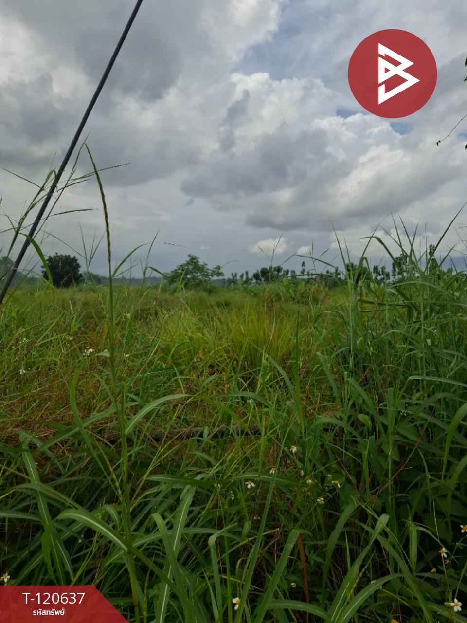 ขายที่ดิน มี 2 แปลง เนื้อที่รวม 4 ไร่ 2 งาน 15 ตร.วา เทิง เชียงราย 6