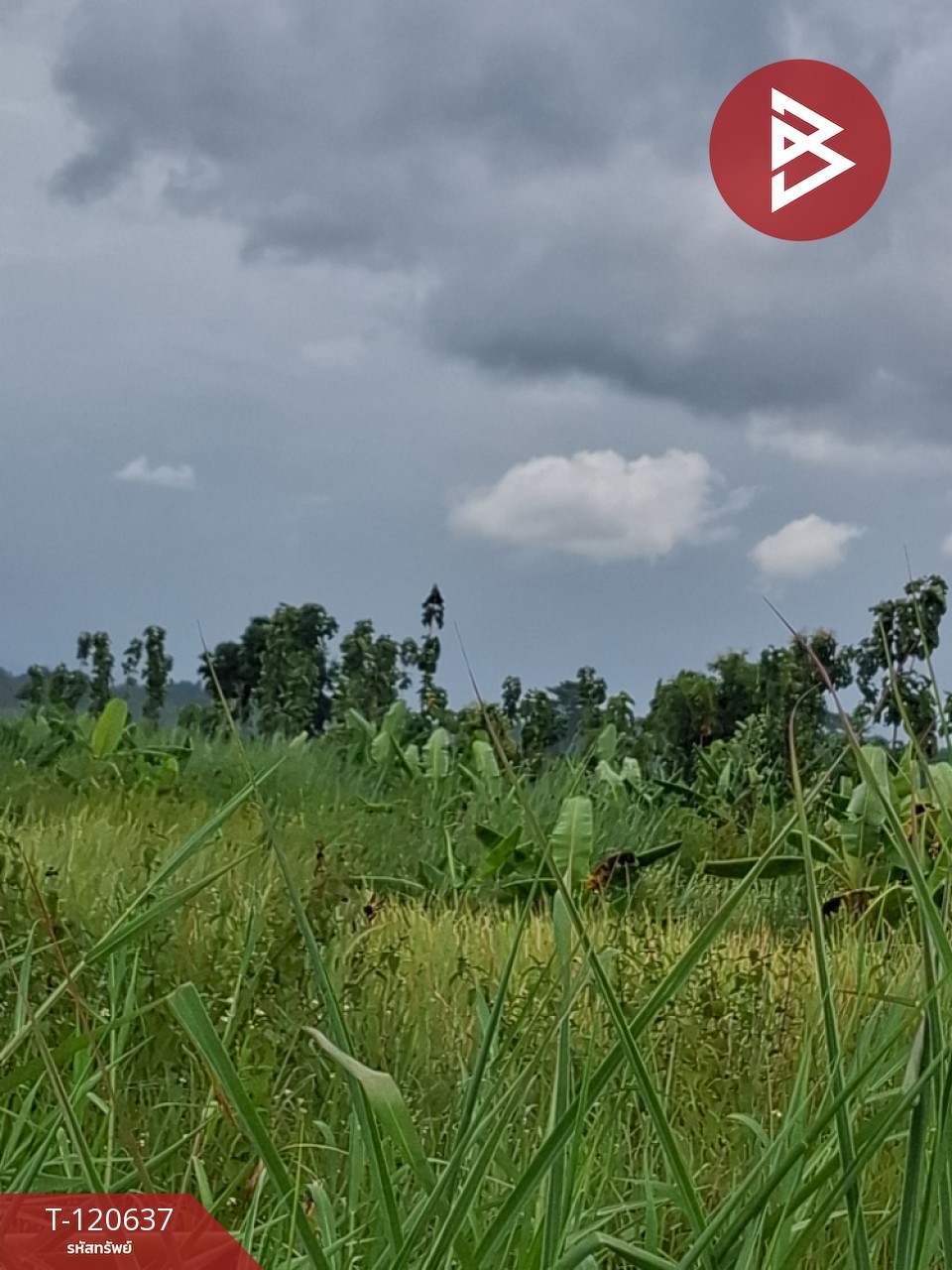 ขายที่ดิน มี 2 แปลง เนื้อที่รวม 4 ไร่ 2 งาน 15 ตร.วา เทิง เชียงราย 4