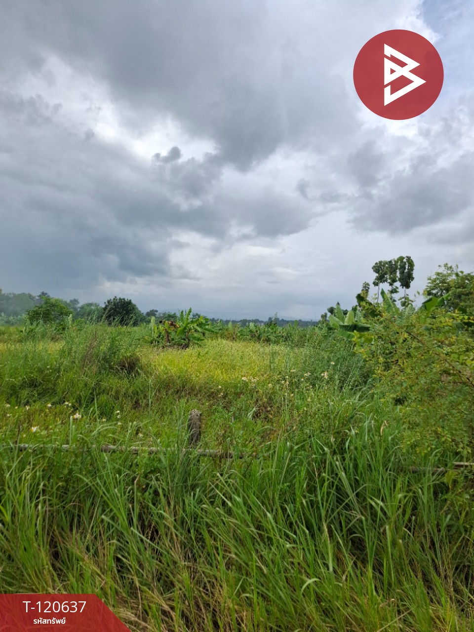 ขายที่ดิน มี 2 แปลง เนื้อที่รวม 4 ไร่ 2 งาน 15 ตร.วา เทิง เชียงราย 1