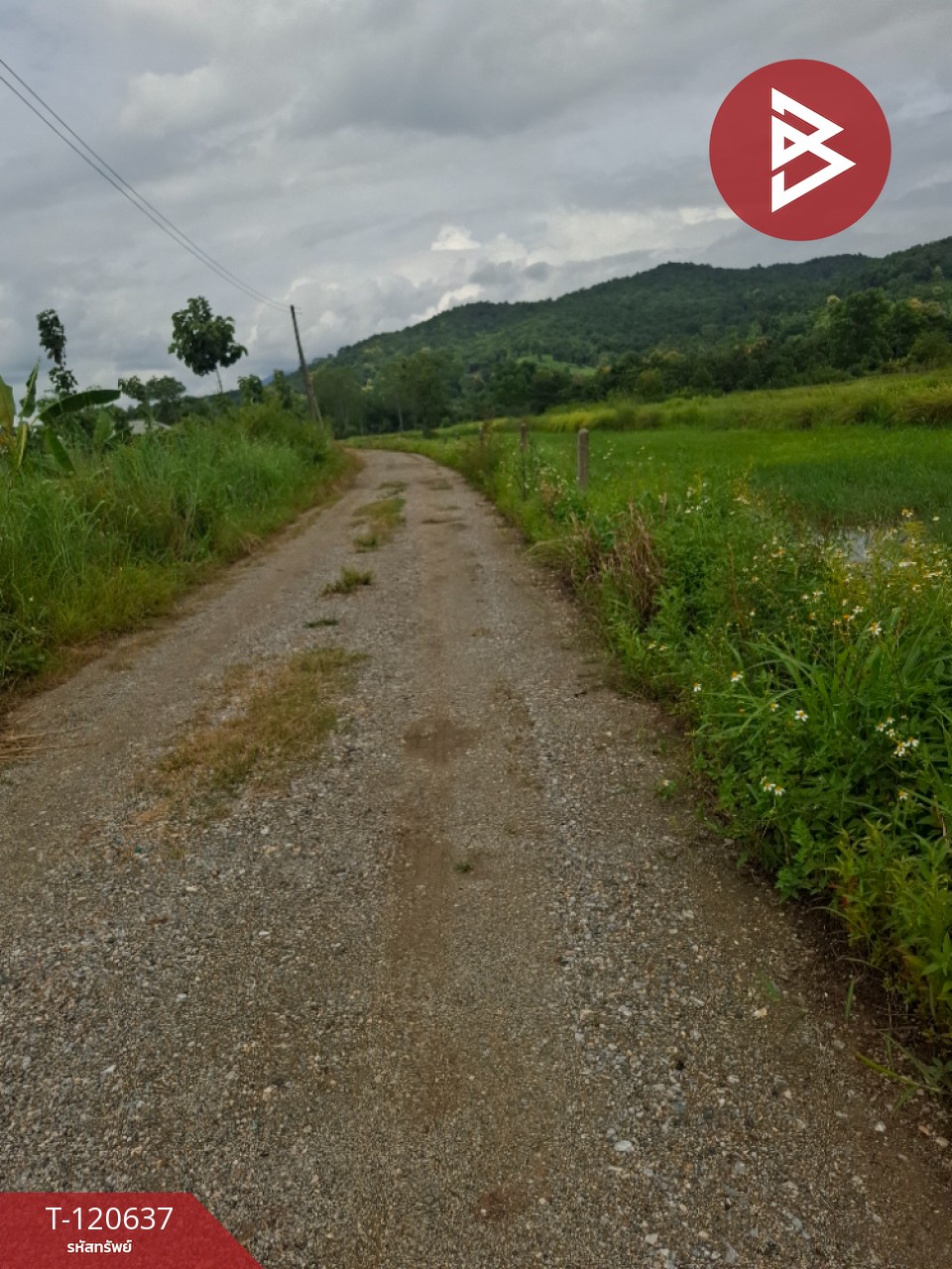 ขายที่ดิน มี 2 แปลง เนื้อที่รวม 4 ไร่ 2 งาน 15 ตร.วา เทิง เชียงราย 8