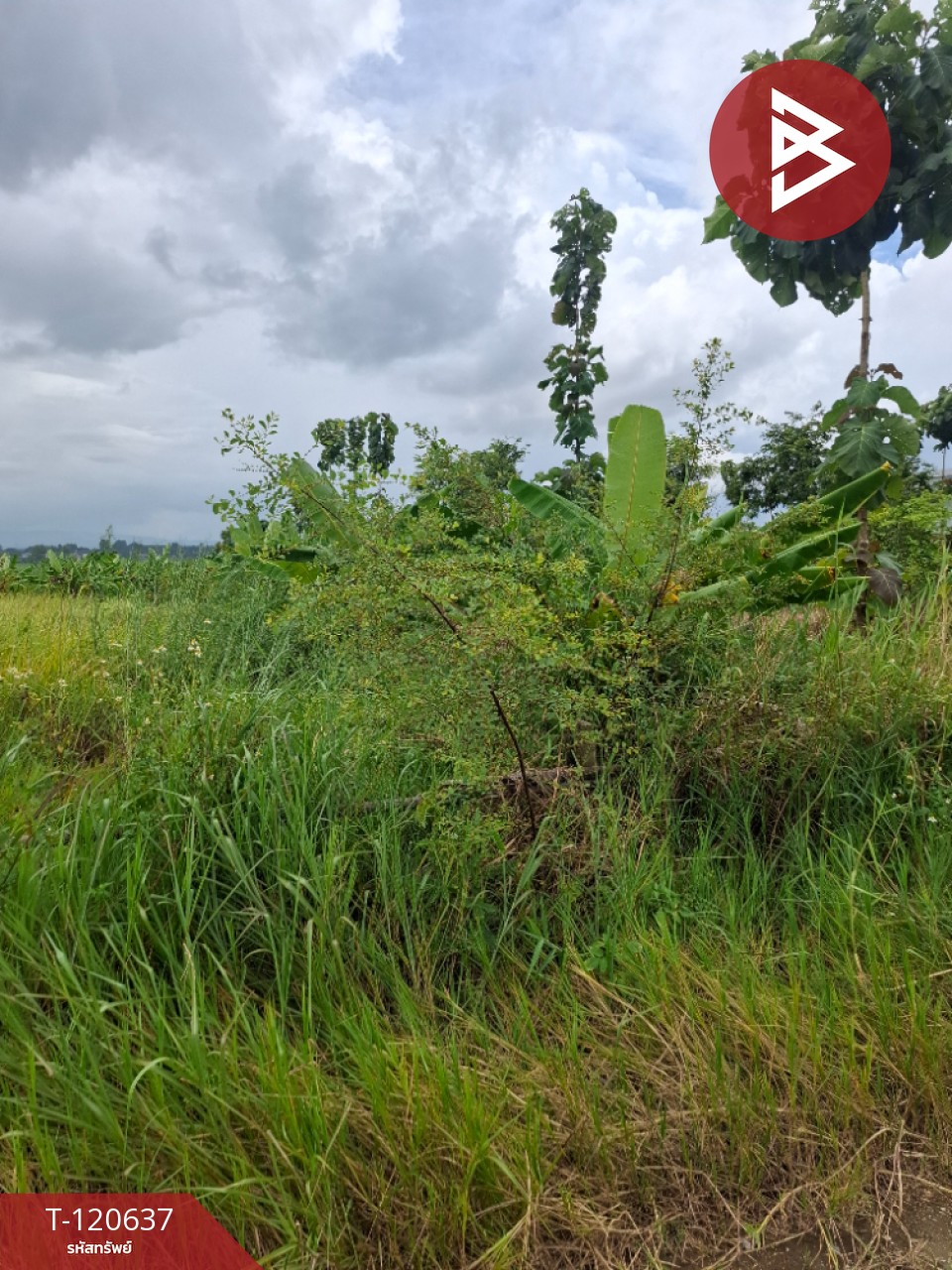 ขายที่ดิน มี 2 แปลง เนื้อที่รวม 4 ไร่ 2 งาน 15 ตร.วา เทิง เชียงราย 9