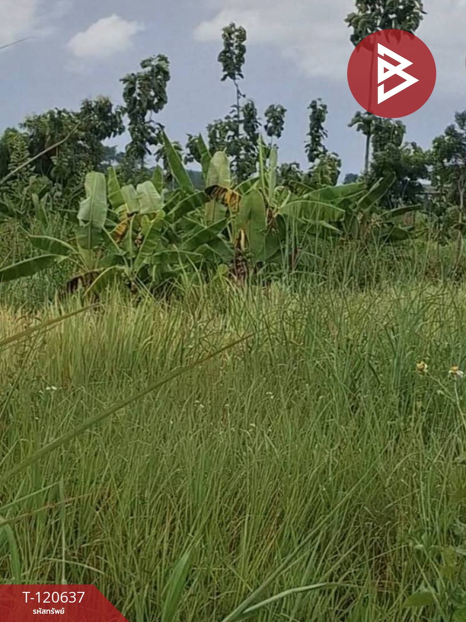 ขายที่ดิน มี 2 แปลง เนื้อที่รวม 4 ไร่ 2 งาน 15 ตร.วา เทิง เชียงราย 3