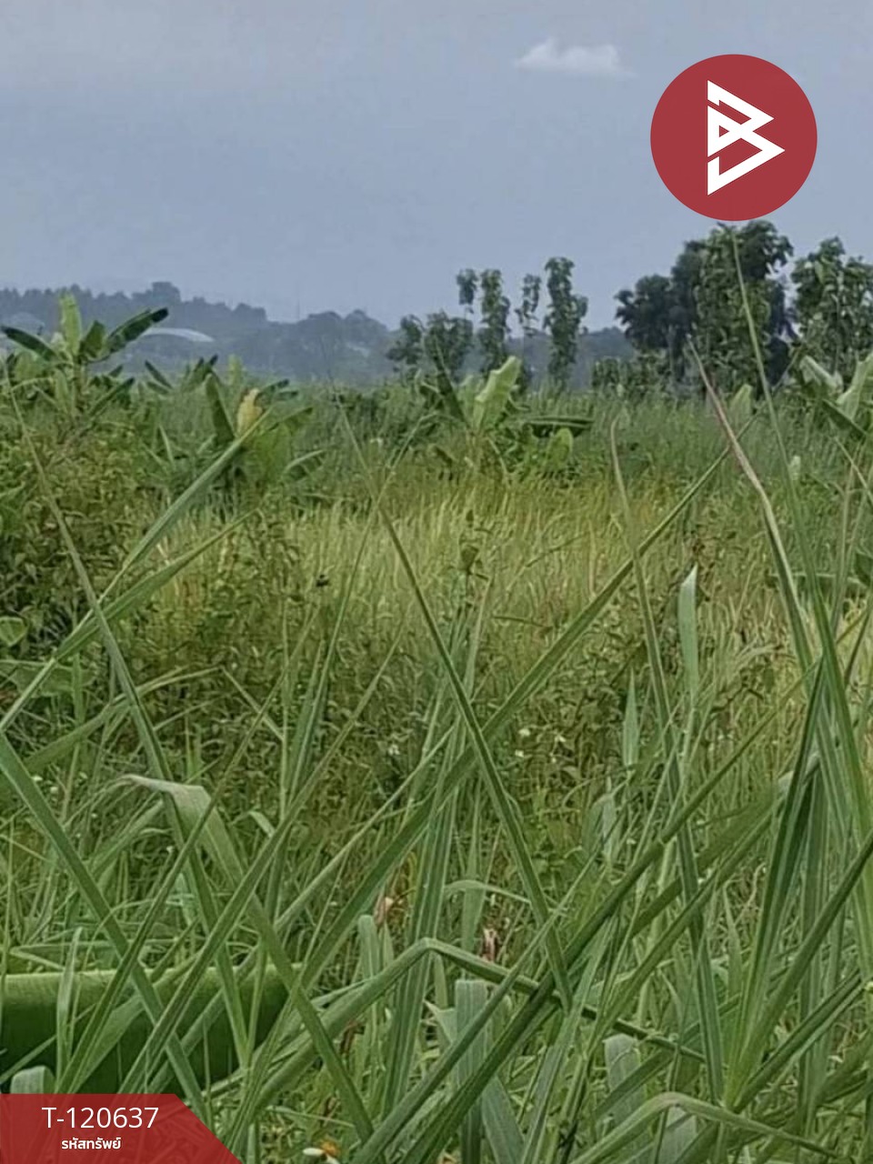 ขายที่ดิน มี 2 แปลง เนื้อที่รวม 4 ไร่ 2 งาน 15 ตร.วา เทิง เชียงราย 2