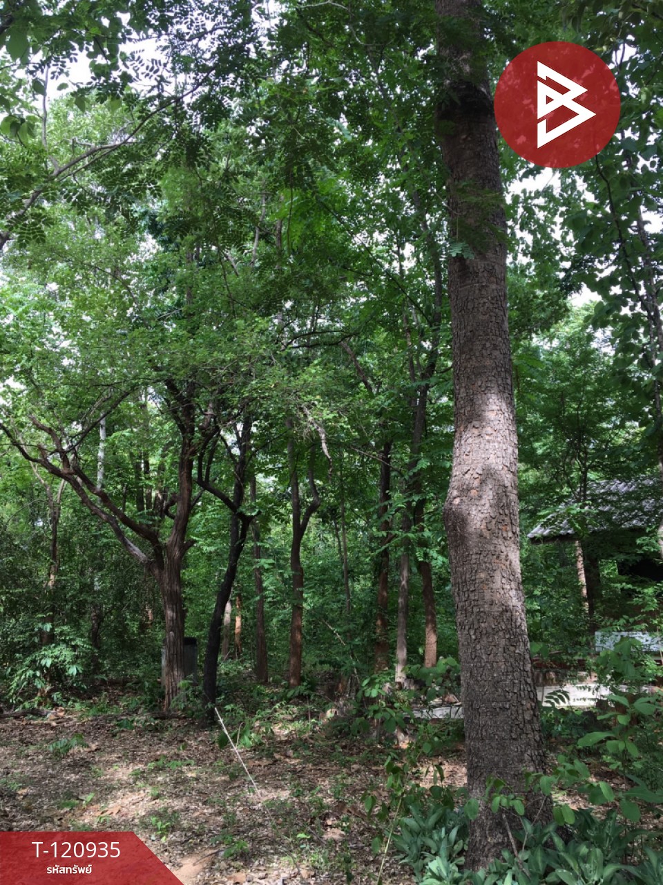 ขายที่ดิน เนื้อที่ 51 ไร่ 1 งาน 33 ตารางวา ไม้งาม ตาก 4