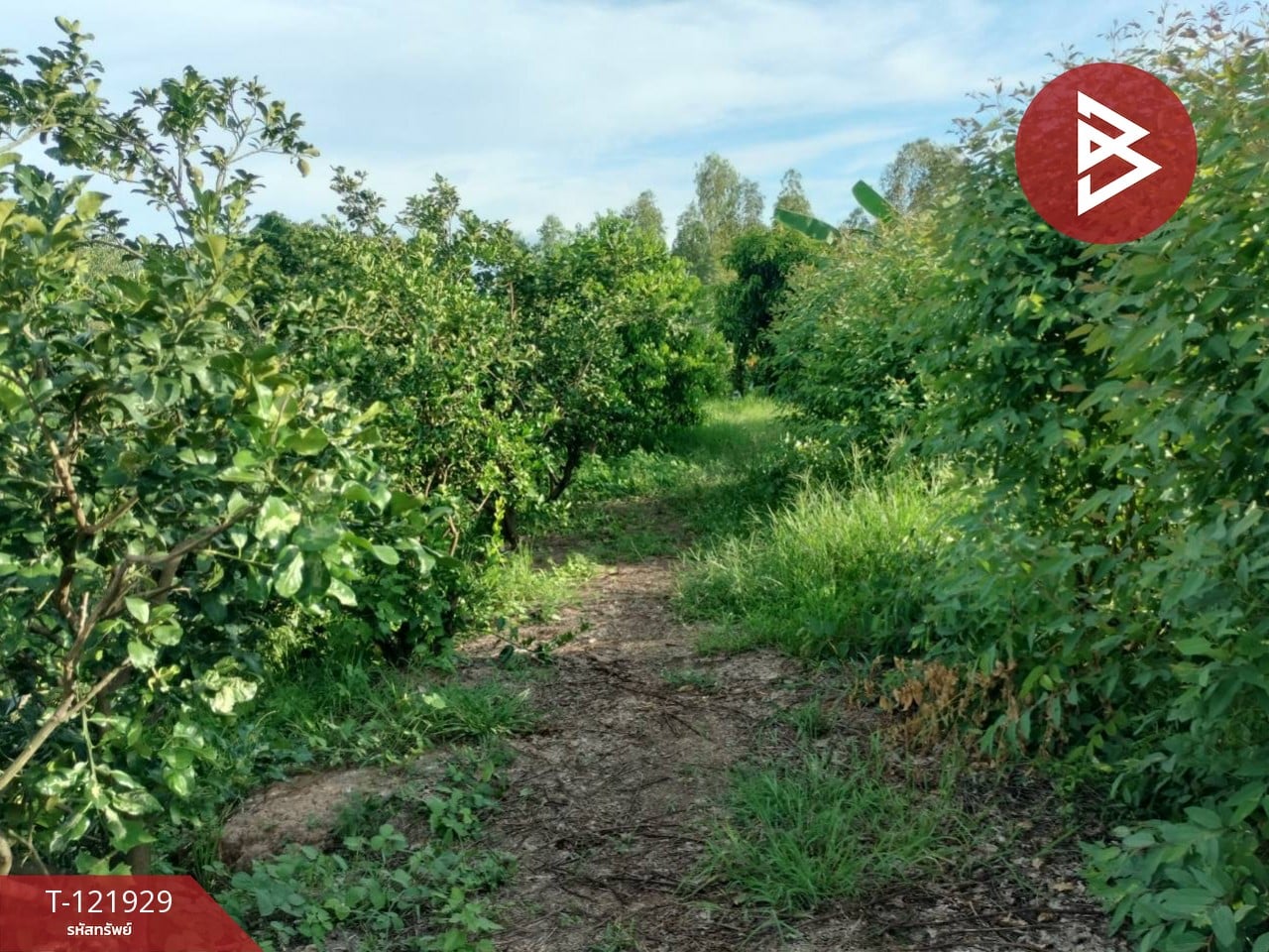 ขายบ้านเดี่ยว และโรงเพาะเลี้ยงปลา พร้อมสวนผลไม้ เนื้อที่ 28 ไร่ 3 งาน 40.1 ตารางวา บางกระทุ่ม พิษณุโลก 11