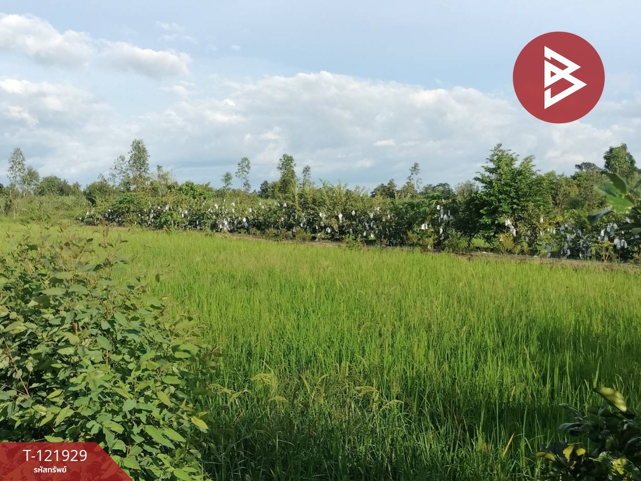 ขายบ้านเดี่ยว และโรงเพาะเลี้ยงปลา พร้อมสวนผลไม้ เนื้อที่ 28 ไร่ 3 งาน 40.1 ตารางวา บางกระทุ่ม พิษณุโลก 12