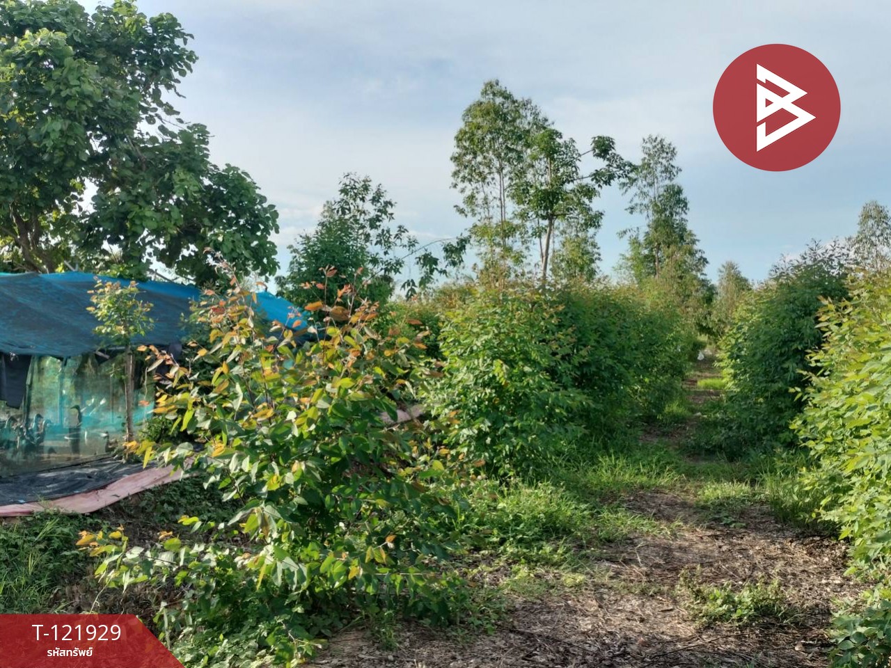 ขายบ้านเดี่ยว และโรงเพาะเลี้ยงปลา พร้อมสวนผลไม้ เนื้อที่ 28 ไร่ 3 งาน 40.1 ตารางวา บางกระทุ่ม พิษณุโลก 13