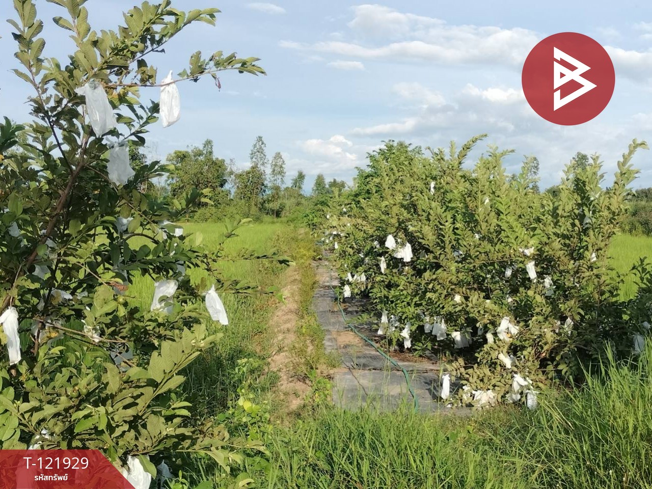 ขายบ้านเดี่ยว และโรงเพาะเลี้ยงปลา พร้อมสวนผลไม้ เนื้อที่ 28 ไร่ 3 งาน 40.1 ตารางวา บางกระทุ่ม พิษณุโลก 9