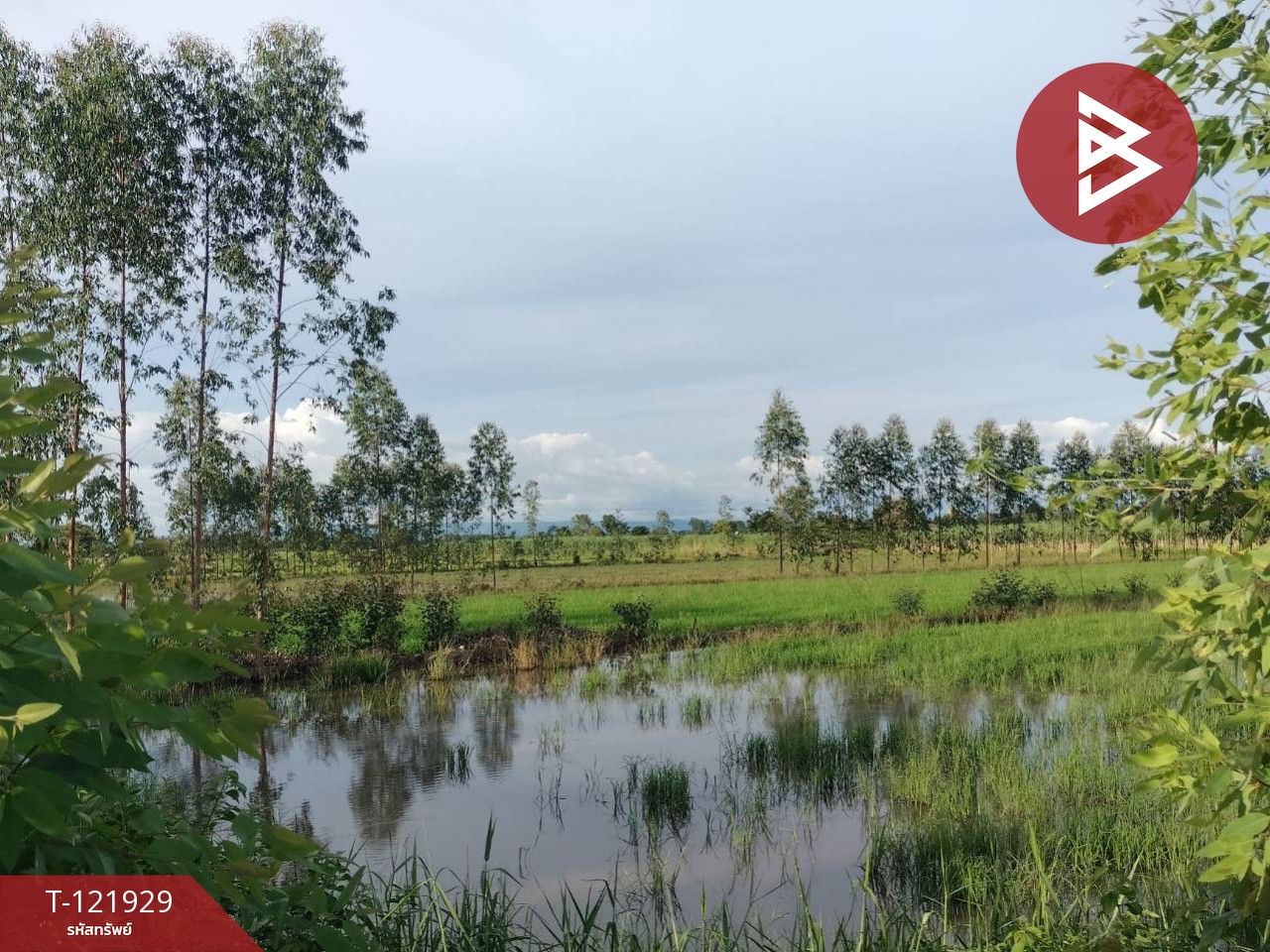 ขายบ้านเดี่ยว และโรงเพาะเลี้ยงปลา พร้อมสวนผลไม้ เนื้อที่ 28 ไร่ 3 งาน 40.1 ตารางวา บางกระทุ่ม พิษณุโลก 14