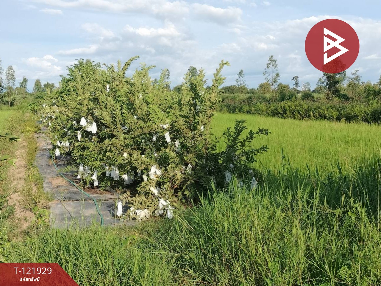 ขายบ้านเดี่ยว และโรงเพาะเลี้ยงปลา พร้อมสวนผลไม้ เนื้อที่ 28 ไร่ 3 งาน 40.1 ตารางวา บางกระทุ่ม พิษณุโลก 10