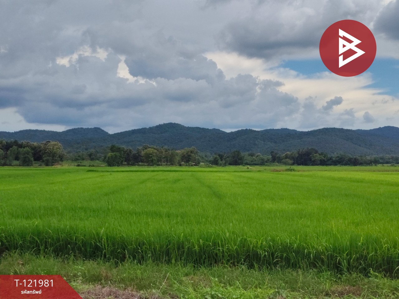 ขายที่ดิน เนื้อที่ 1 ไร่ 3 งาน 94.5 ตร.วา ทองแสนขัน อุตรดิตถ์ 12