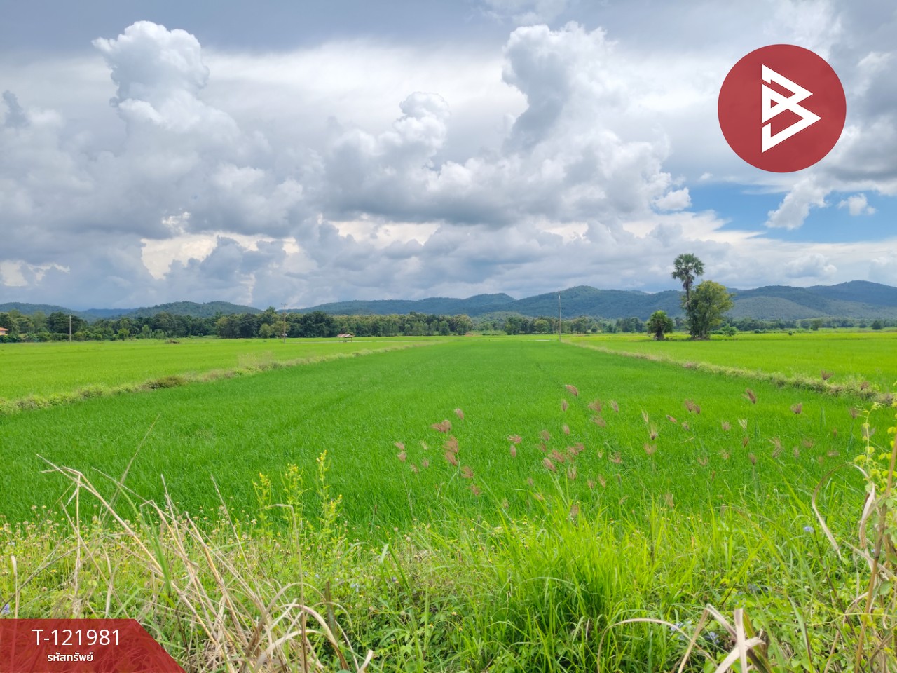 ขายที่ดิน เนื้อที่ 1 ไร่ 3 งาน 94.5 ตร.วา ทองแสนขัน อุตรดิตถ์ 13