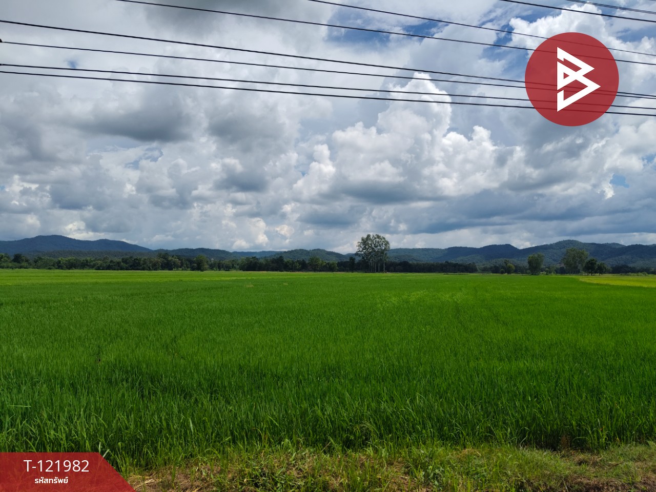 ขายที่ดิน เนื้อที่ 5 ไร่ 1 งาน 2 ตร.วา ทองแสนขัน อุตรดิตถ์ 13