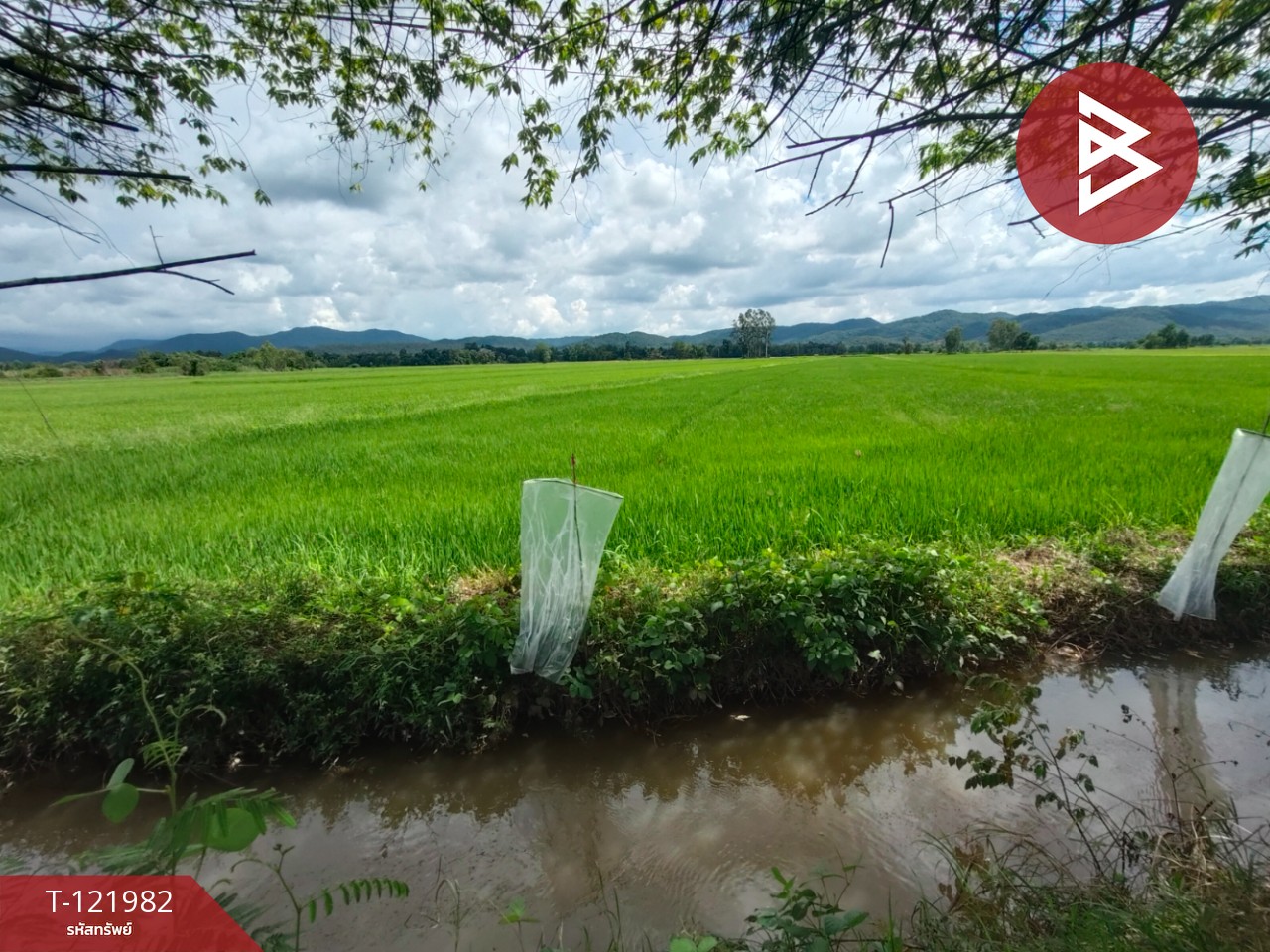 ขายที่ดิน เนื้อที่ 5 ไร่ 1 งาน 2 ตร.วา ทองแสนขัน อุตรดิตถ์ 7