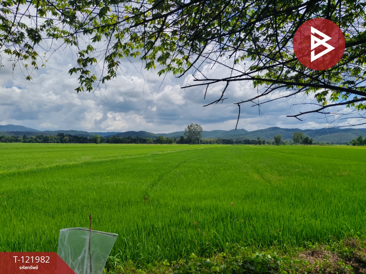 ขายที่ดิน เนื้อที่ 5 ไร่ 1 งาน 2 ตร.วา ทองแสนขัน อุตรดิตถ์ 12