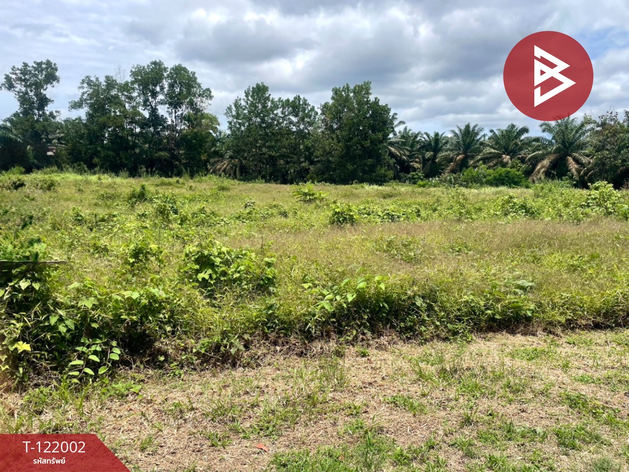 ขายที่ดิน เนื้อที่ 5 ไร่ 1 งาน 9 ตร.วา ท่าแซะ ชุมพร 4