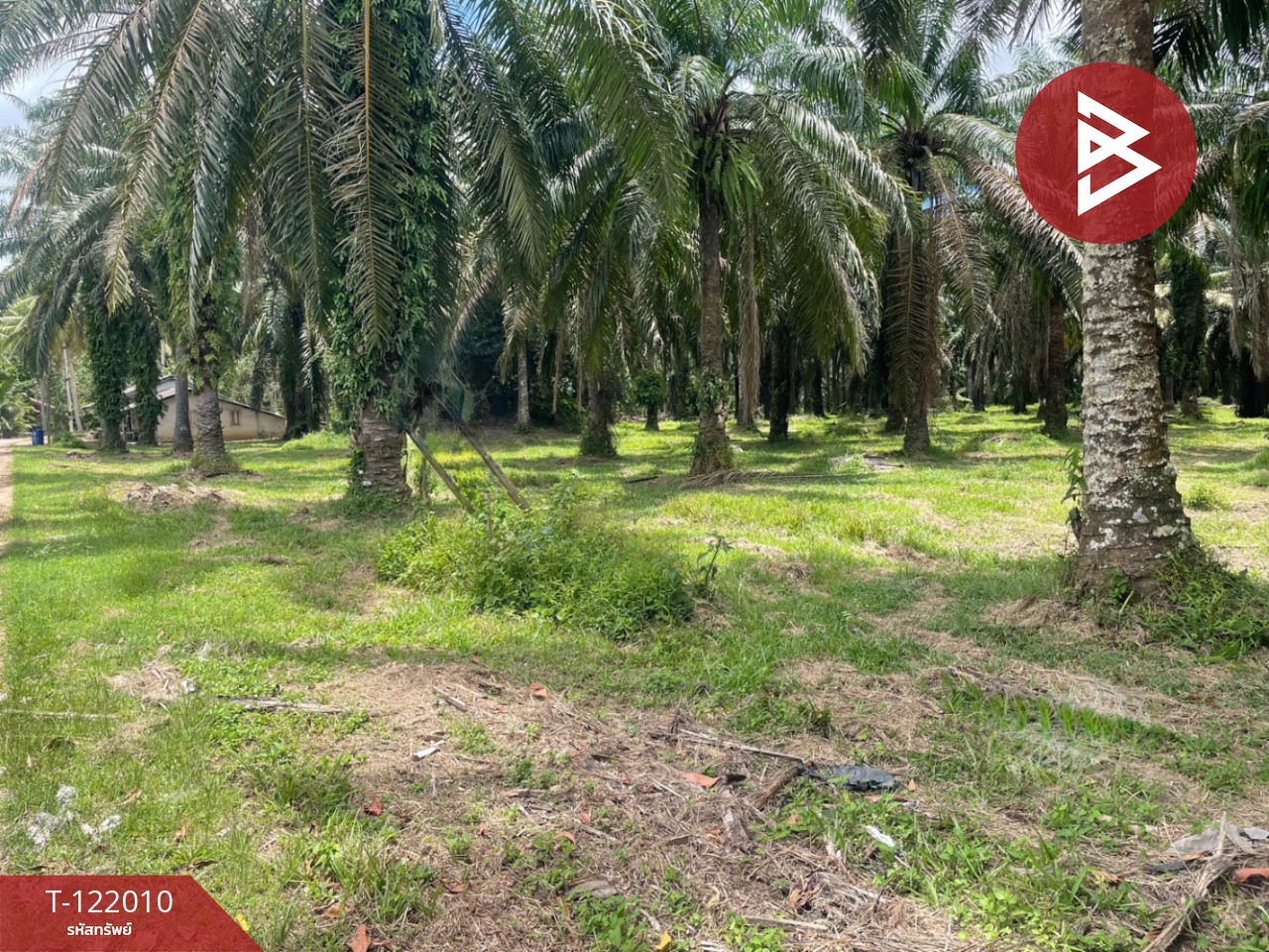 ขายที่ดินสวนปาล์มน้ำมัน เนื้อที่ 14 ไร่ 70 ตารางวา ท่าแซะ ชุมพร 6