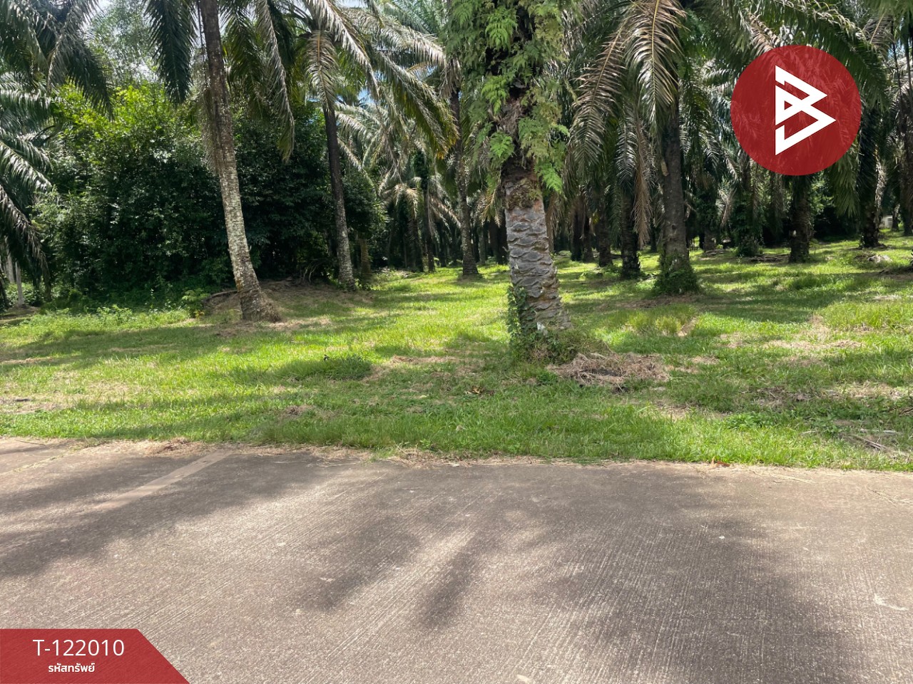 ขายที่ดินสวนปาล์มน้ำมัน เนื้อที่ 14 ไร่ 70 ตารางวา ท่าแซะ ชุมพร 9