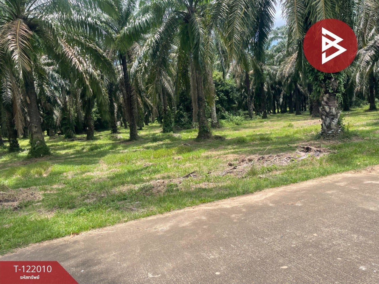 ขายที่ดินสวนปาล์มน้ำมัน เนื้อที่ 14 ไร่ 70 ตารางวา ท่าแซะ ชุมพร 10