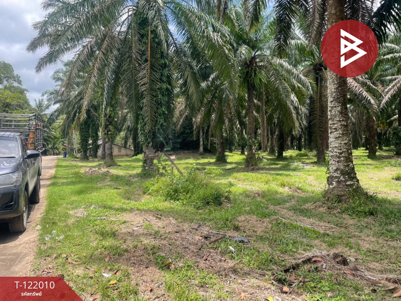 ขายที่ดินสวนปาล์มน้ำมัน เนื้อที่ 14 ไร่ 70 ตารางวา ท่าแซะ ชุมพร 2