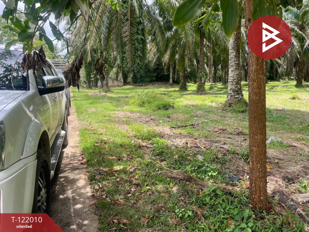 ขายที่ดินสวนปาล์มน้ำมัน เนื้อที่ 14 ไร่ 70 ตารางวา ท่าแซะ ชุมพร 3