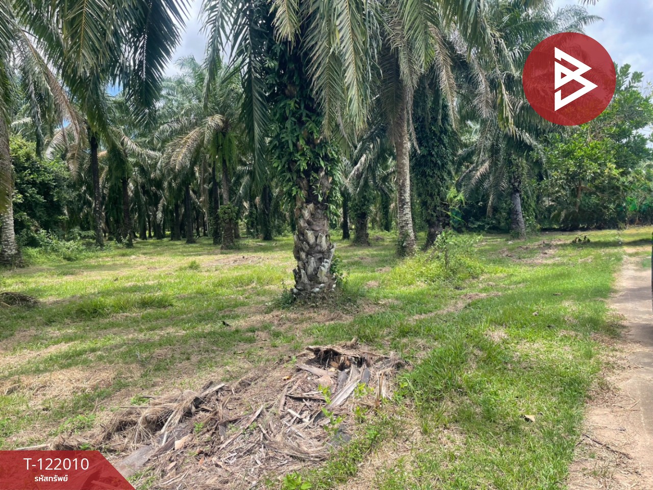 ขายที่ดินสวนปาล์มน้ำมัน เนื้อที่ 14 ไร่ 70 ตารางวา ท่าแซะ ชุมพร 5