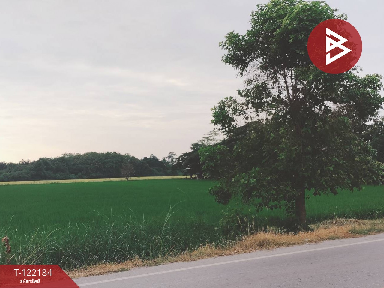 ขายที่ดิน เนื้อที่ 6 ไร่ 3 งาน 22 ตร.วา บึงพระ พิษณุโลก 10