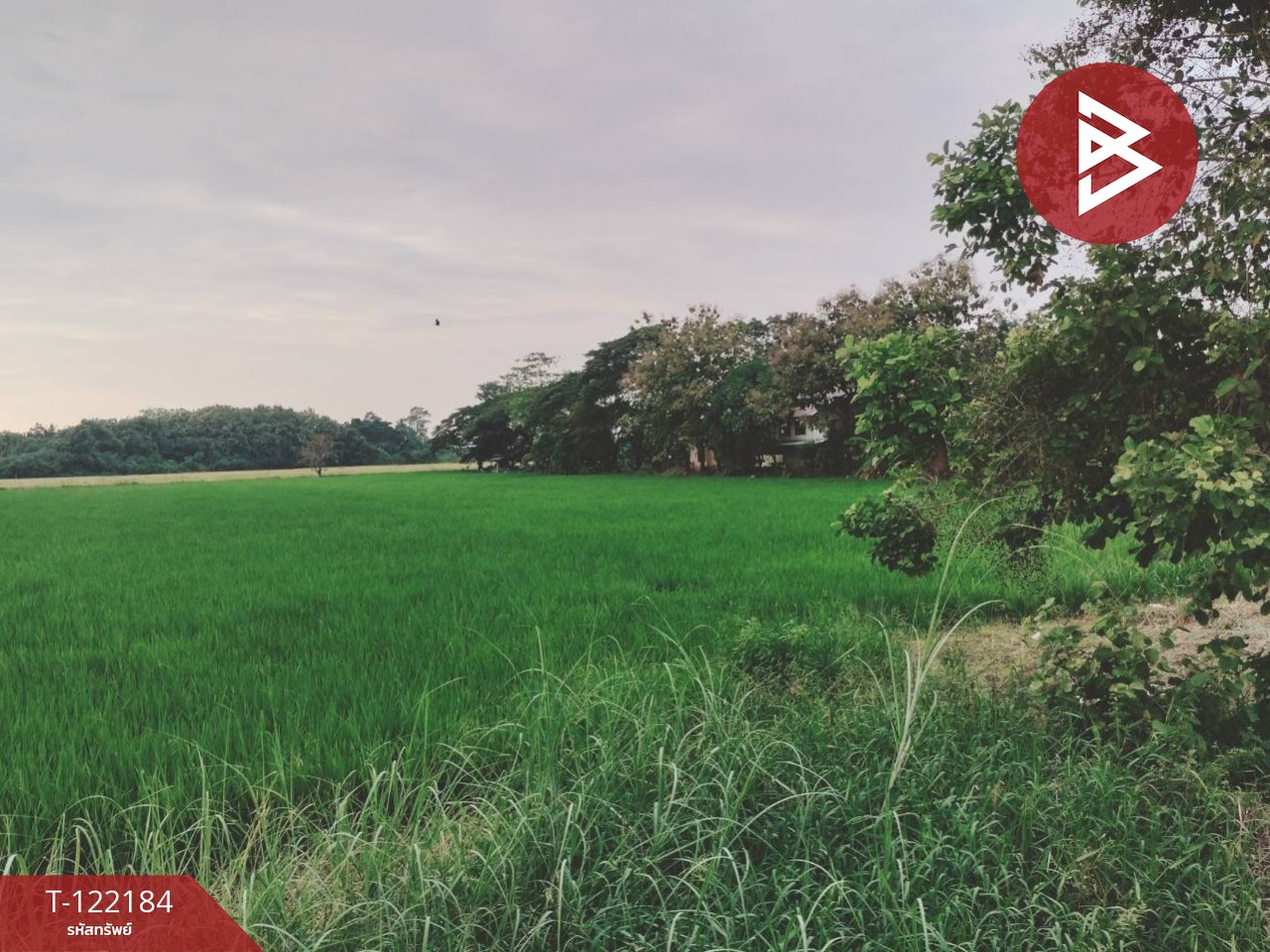 ขายที่ดิน เนื้อที่ 6 ไร่ 3 งาน 22 ตร.วา บึงพระ พิษณุโลก 4