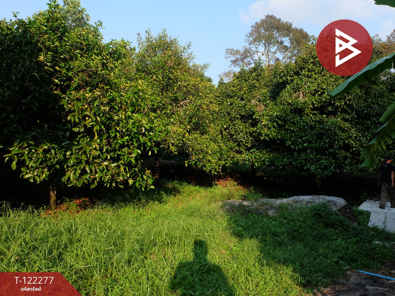 ขายที่ดิน ขายยกแปลง หรือแยกแปลงได้ เนื้อที่ 49 ไร่ 79.3 ตร.วา มีทางสาธารณะทุกแปลง ท่าช้าง จันทบุรี 13