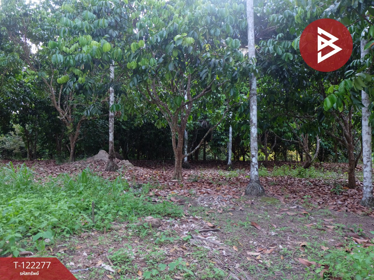 ขายที่ดิน ขายยกแปลง หรือแยกแปลงได้ เนื้อที่ 49 ไร่ 79.3 ตร.วา มีทางสาธารณะทุกแปลง ท่าช้าง จันทบุรี 14