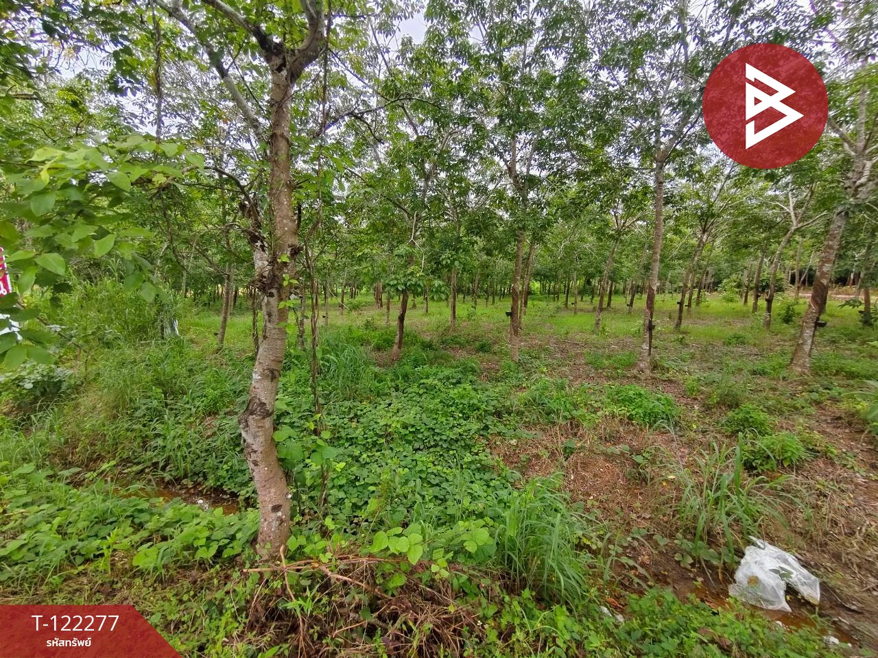 ขายที่ดิน ขายยกแปลง หรือแยกแปลงได้ เนื้อที่ 49 ไร่ 79.3 ตร.วา มีทางสาธารณะทุกแปลง ท่าช้าง จันทบุรี 6