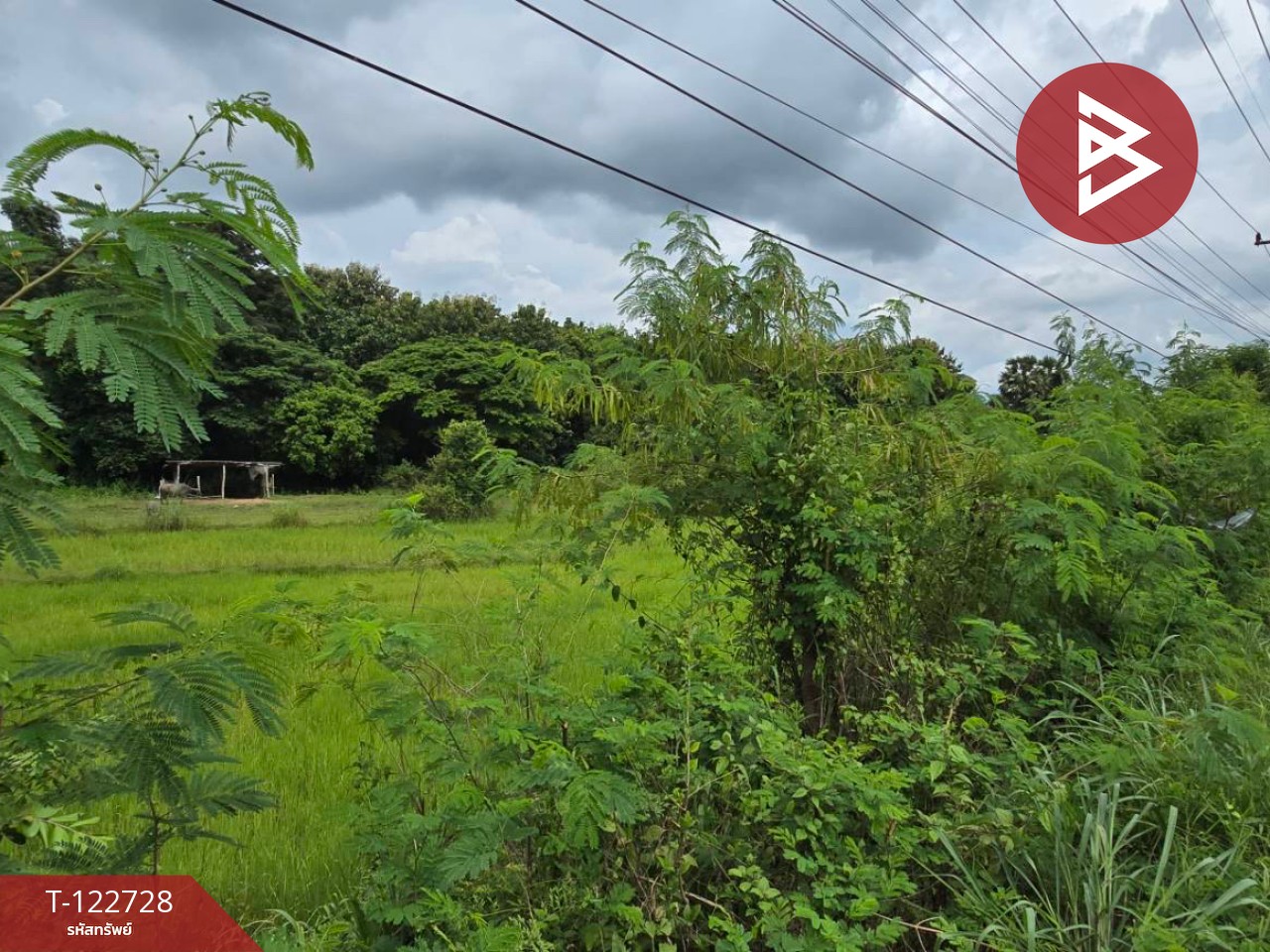 ขายที่ดิน เนื้อที่ 7 ไร่ 3 งาย 87 ตร.วา ผึ่งแดด มุกดาหาร 7