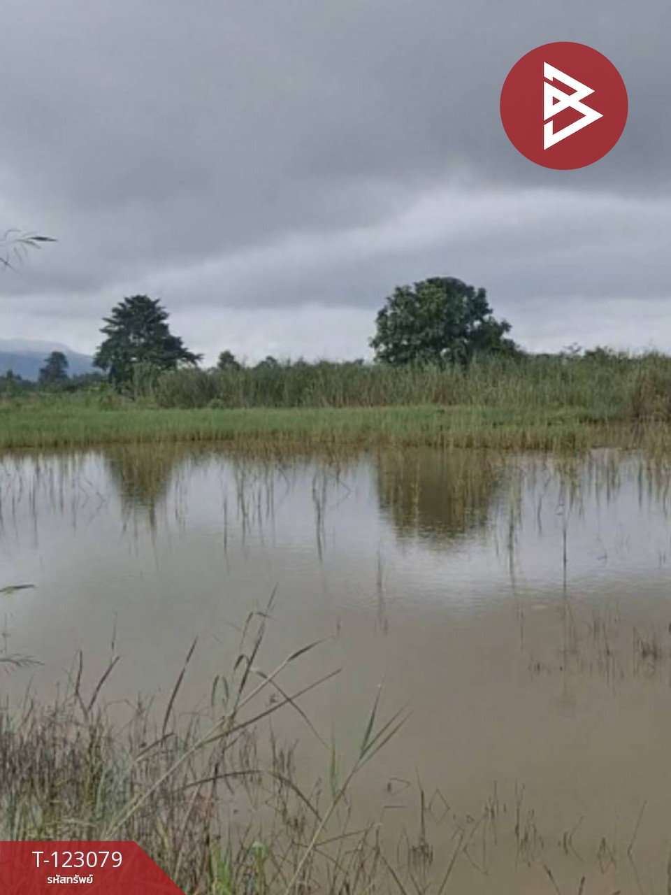 ขายที่ดิน เนื้อที่ 3 ไร่ 2 งาน 48 ตร.วา เทิง เชียงราย 3