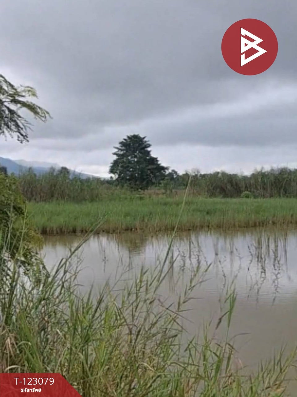 ขายที่ดิน เนื้อที่ 3 ไร่ 2 งาน 48 ตร.วา เทิง เชียงราย 1