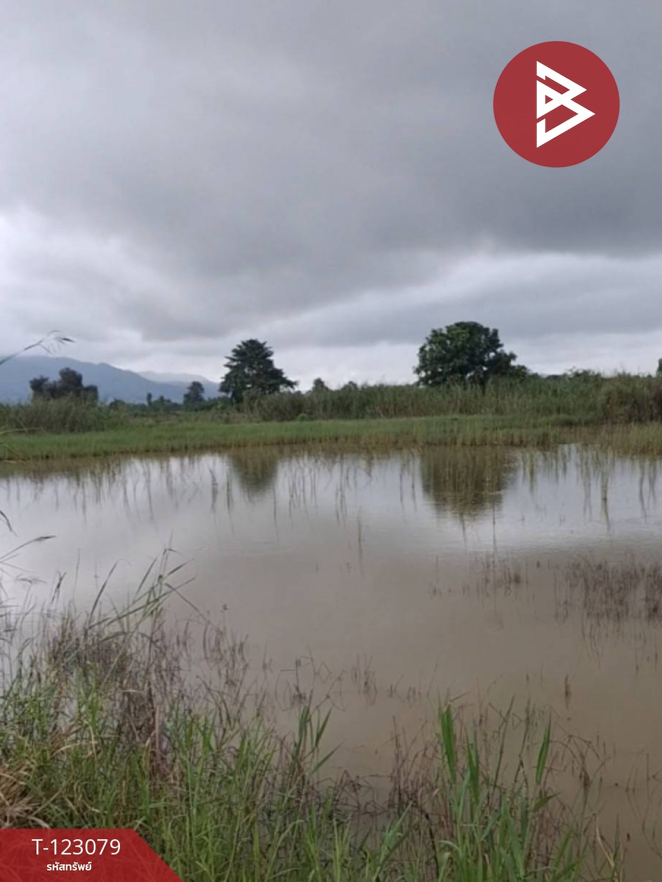 ขายที่ดิน เนื้อที่ 3 ไร่ 2 งาน 48 ตร.วา เทิง เชียงราย 5