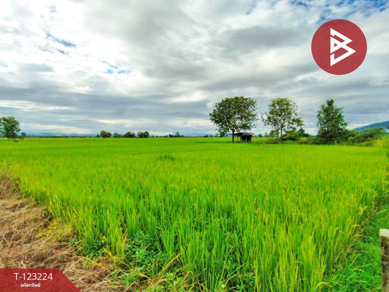 ขายที่ดินเปล่า เนื้อที่ 4 ไร่ 3 งาน 2.5 ตารางวา อ.เทิง เชียงราย 1