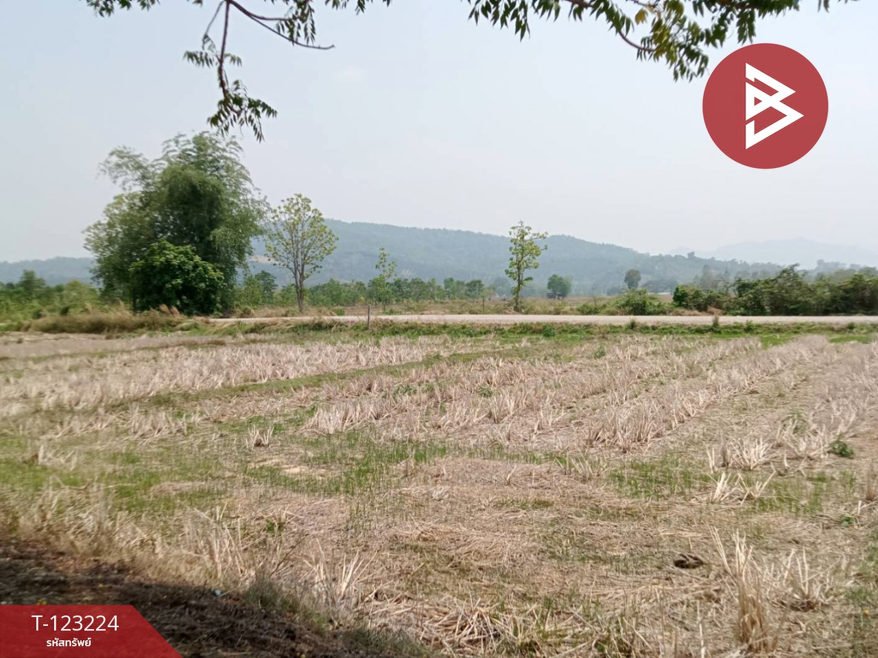 ขายที่ดินเปล่า เนื้อที่ 4 ไร่ 3 งาน 2.5 ตารางวา อ.เทิง เชียงราย 10