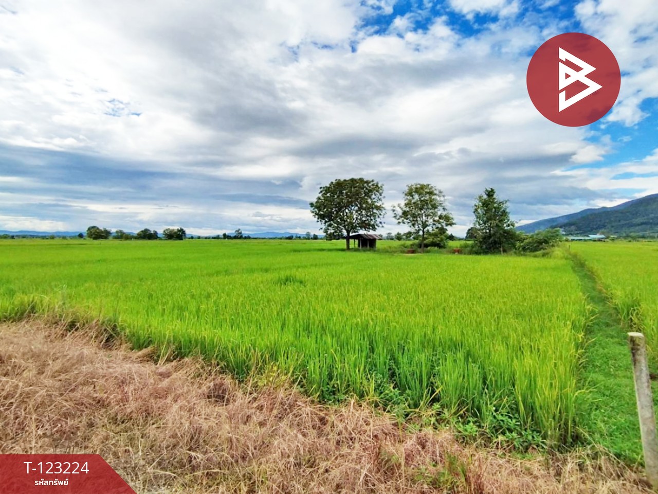 ขายที่ดินเปล่า เนื้อที่ 4 ไร่ 3 งาน 2.5 ตารางวา อ.เทิง เชียงราย 2