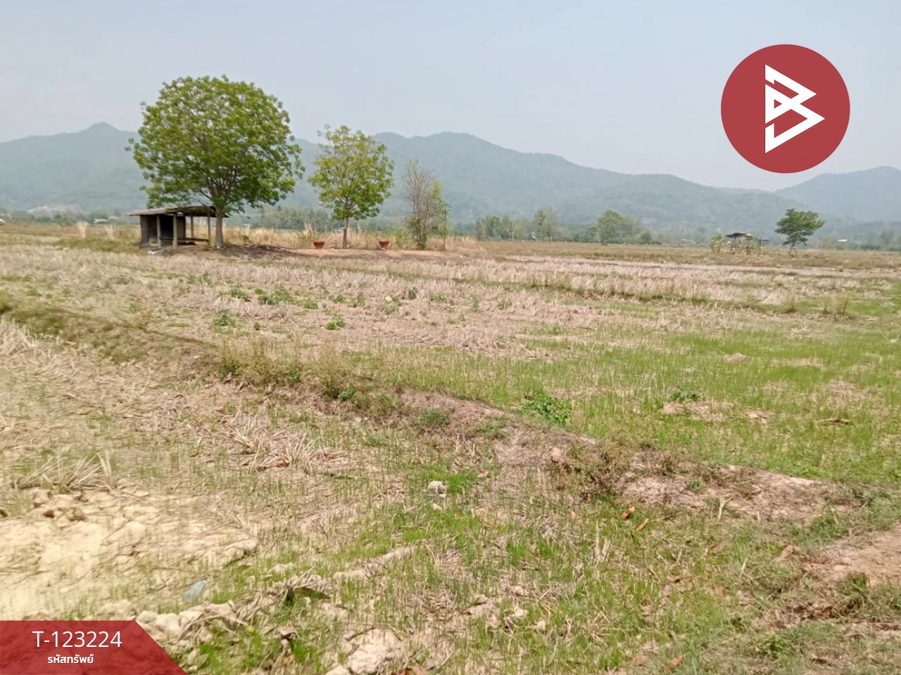 ขายที่ดินเปล่า เนื้อที่ 4 ไร่ 3 งาน 2.5 ตารางวา อ.เทิง เชียงราย 11