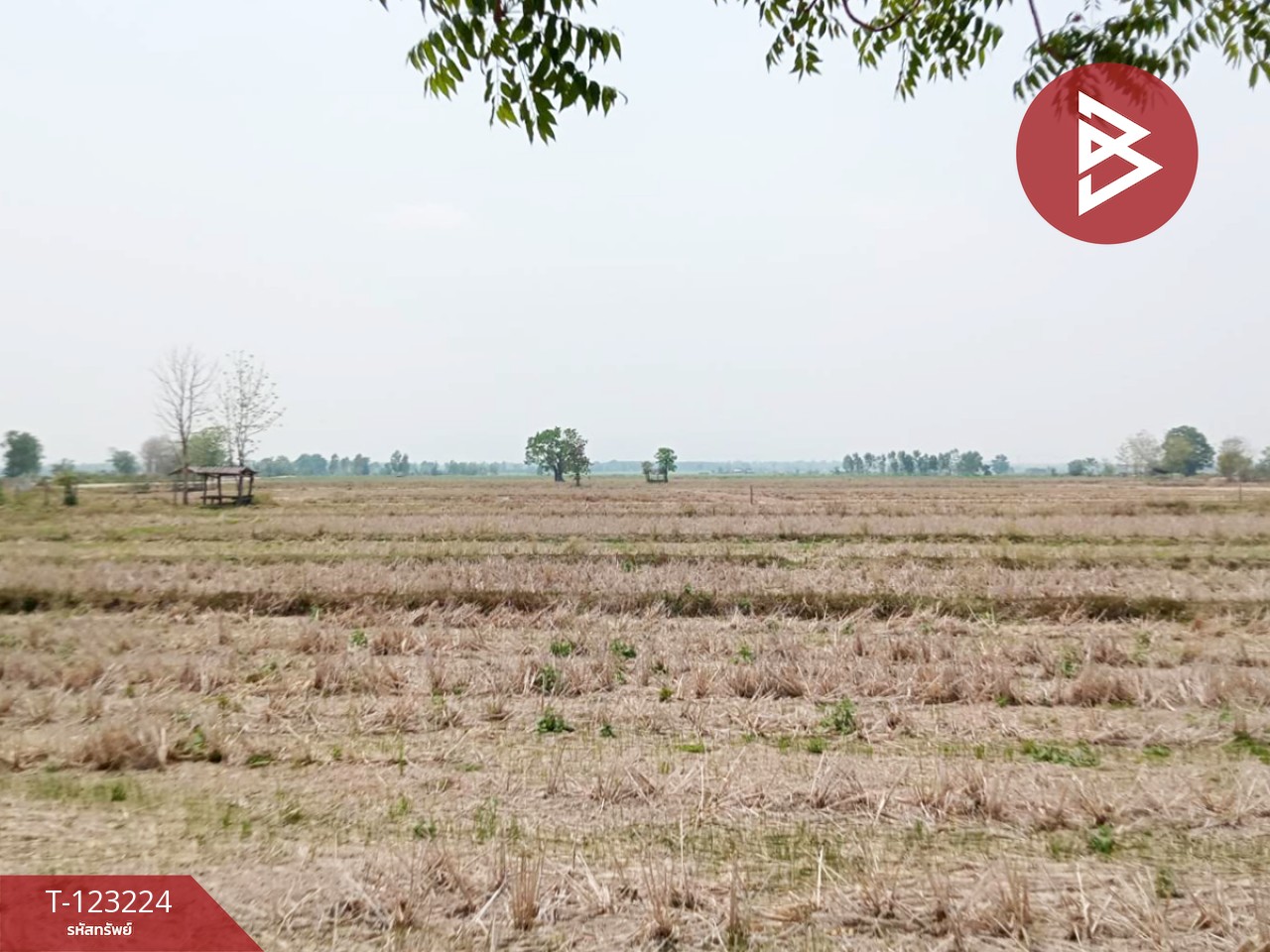 ขายที่ดินเปล่า เนื้อที่ 4 ไร่ 3 งาน 2.5 ตารางวา อ.เทิง เชียงราย 9