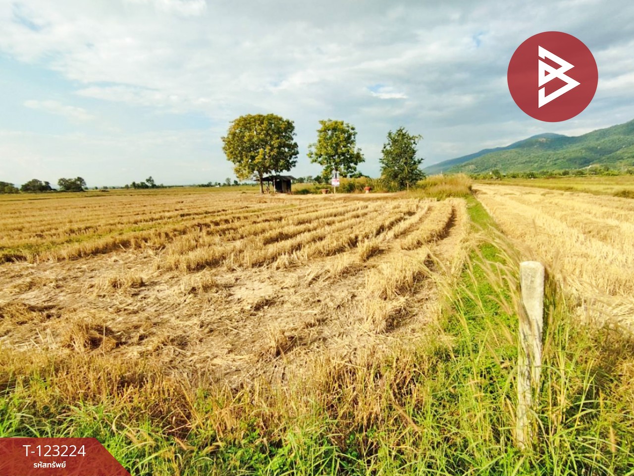 ขายที่ดินเปล่า เนื้อที่ 4 ไร่ 3 งาน 2.5 ตารางวา อ.เทิง เชียงราย 6