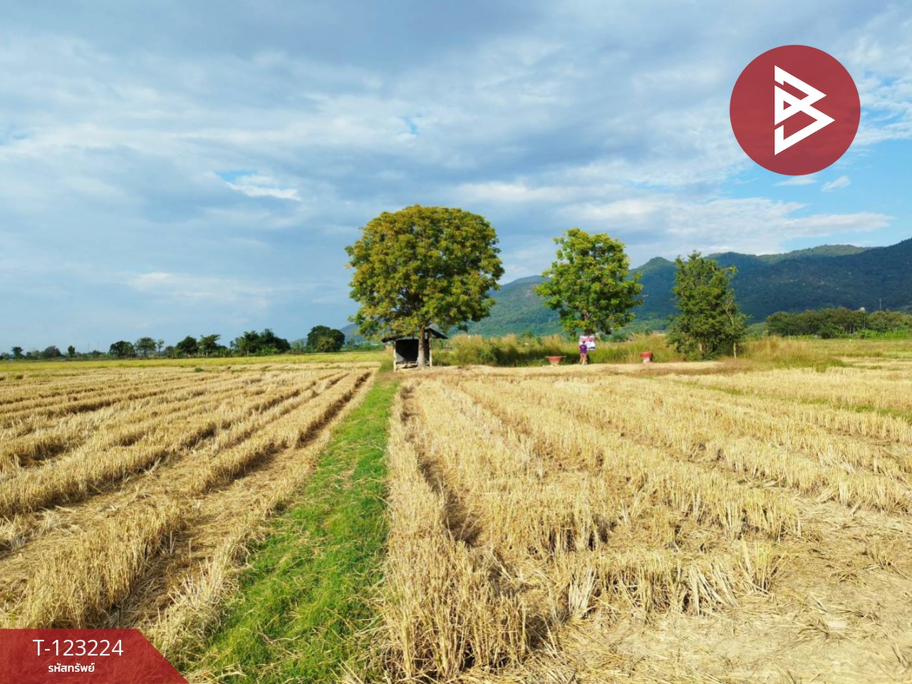 ขายที่ดินเปล่า เนื้อที่ 4 ไร่ 3 งาน 2.5 ตารางวา อ.เทิง เชียงราย 7