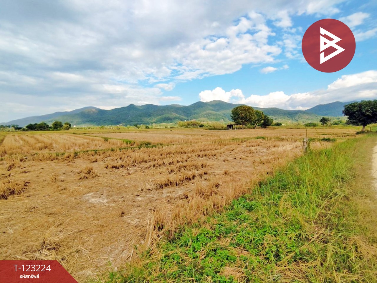 ขายที่ดินเปล่า เนื้อที่ 4 ไร่ 3 งาน 2.5 ตารางวา อ.เทิง เชียงราย 4