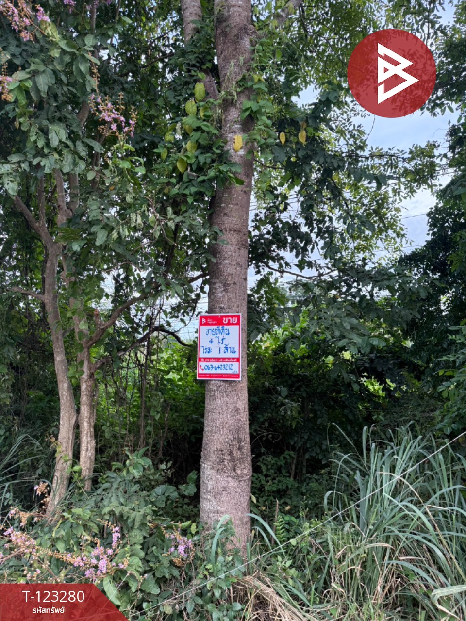 ขายที่ดิน เนื้อที่ 4 ไร่ ลับแล อุตรดิตถ์ 7